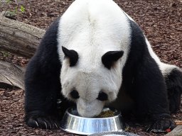Tiergarten Schönbrunn am 23.03.2023